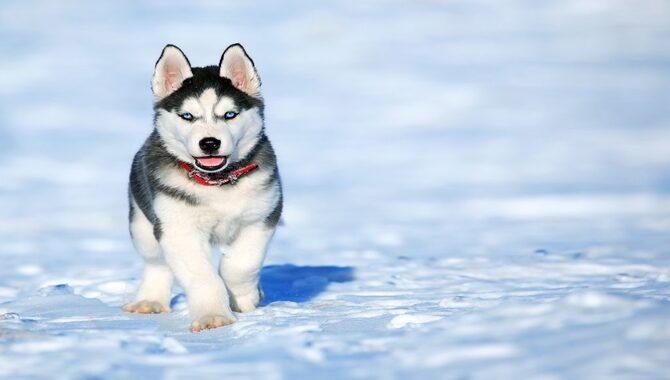 Regulations For Siberian Huskies