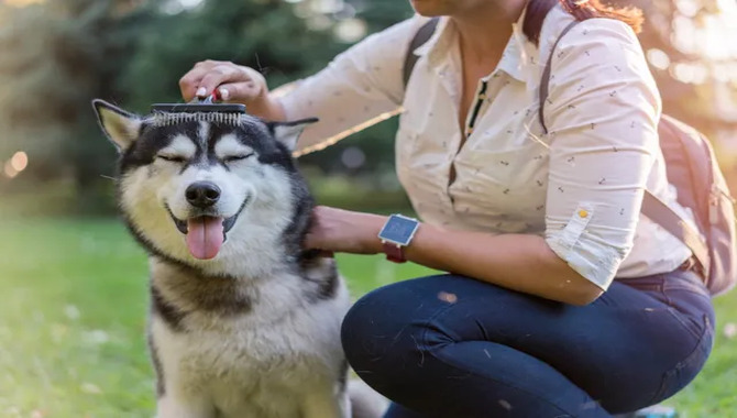 Responsible Ownership Of Siberian Huskies