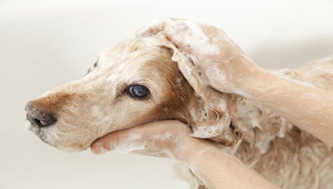 Risks Associated With Baby Shampoo For Fleas On Dogs