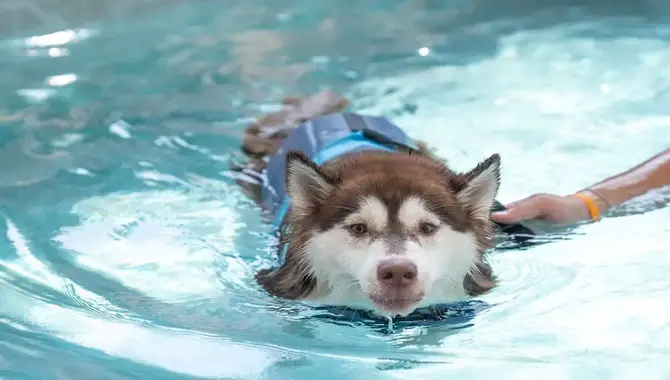 Safety Tips For Swimming With A Husky