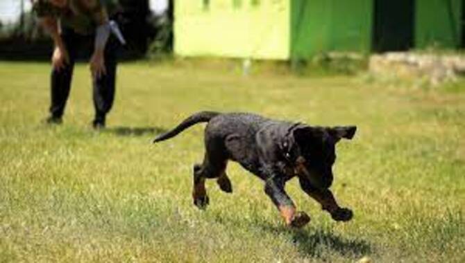 Service Dog Training Tips