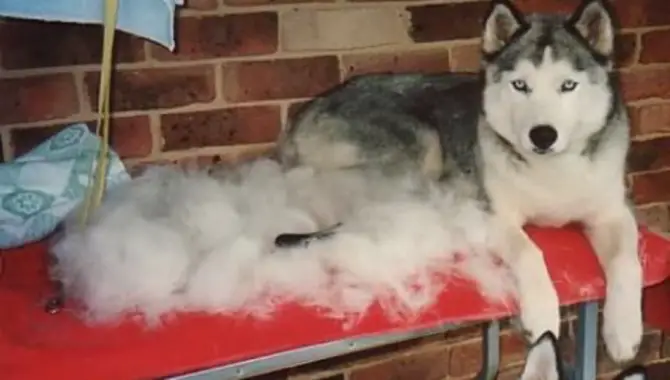 Shaving Does Not Help With Shedding