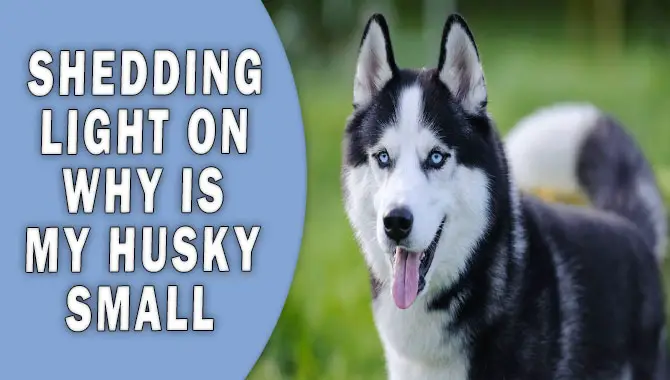 Shedding Light On Why Is My Husky Small