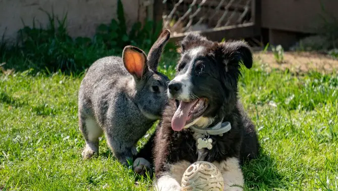 Should You Own Both A Rabbit And A Husky