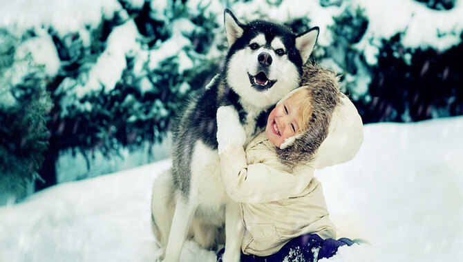 Siberian Huskies And Children