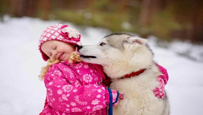 Siberian Huskies And Children