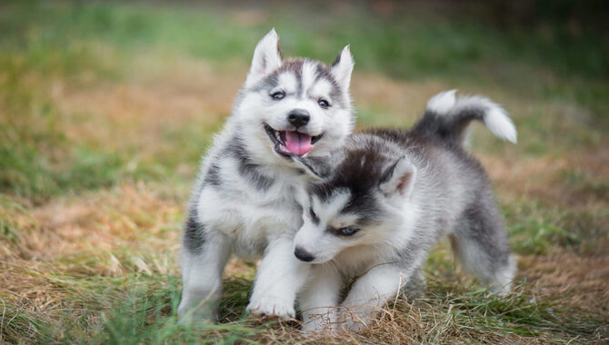 Siberian Huskies Grooming