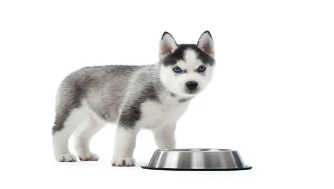 Signs Of Dehydrations In Huskies