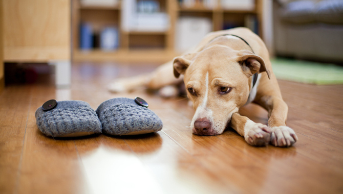 Signs Of Separation Anxiety In Huskies