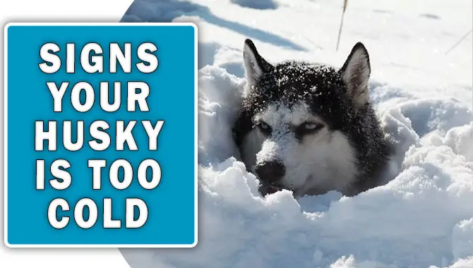 Signs Your Husky Is Too Cold
