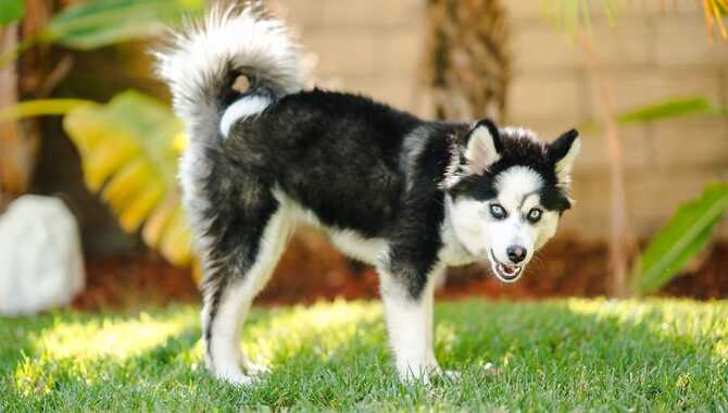 Size & Appearance Of A Husky Pomeranian Mix