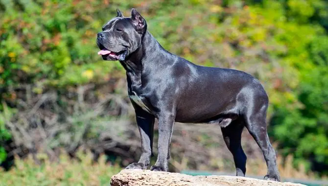 Size Isn't The Only Thing That Makes A Cane Corso Formidable.