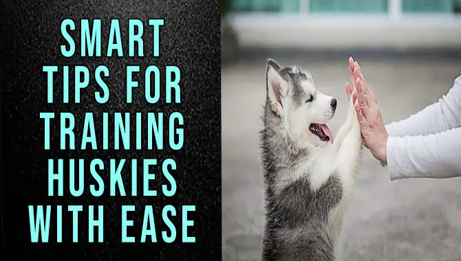 Smart Tips For Training Huskies With Ease