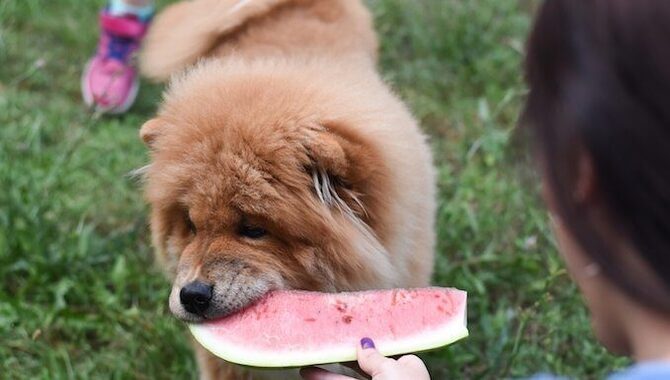 Special Considerations For Feeding Watermelon To Huskies
