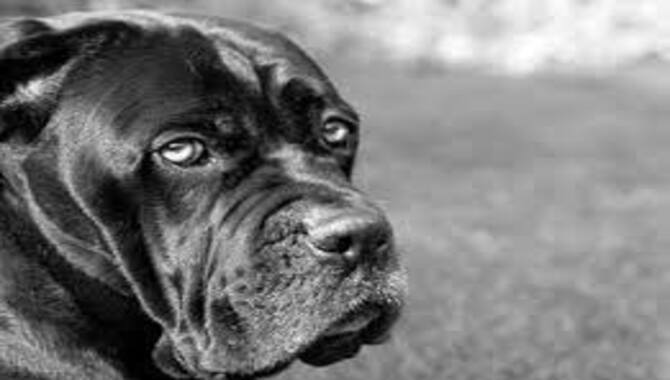 Supplements For Strong And Healthy Cane Corso Nails