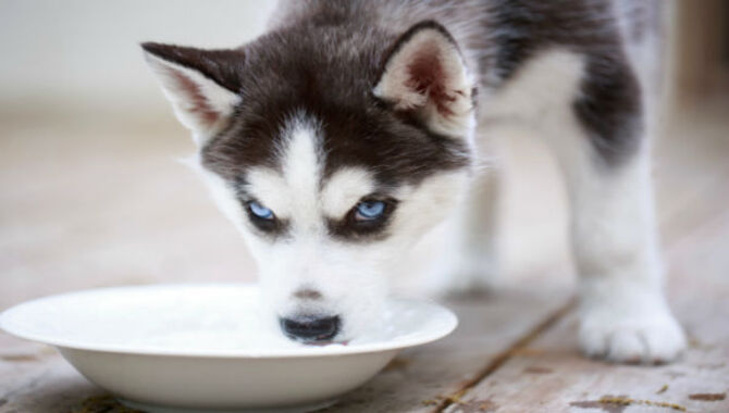 Teaching Your Husky To Drink From A Bowl