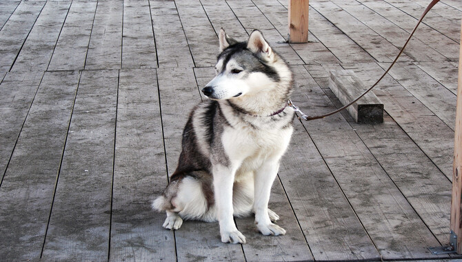 Teaching Your Husky To Recognize Danger