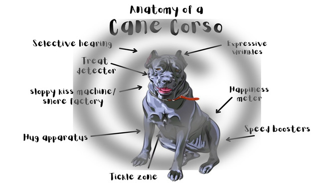 The Anatomy Of A Cane Corso Nail