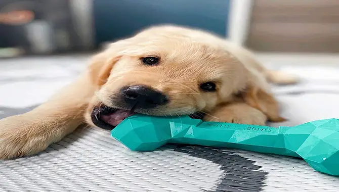 The Best Durable Toy For Heavy Chewers