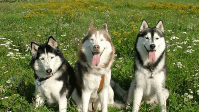 The Bottom Line On Keeping A Husky In New York