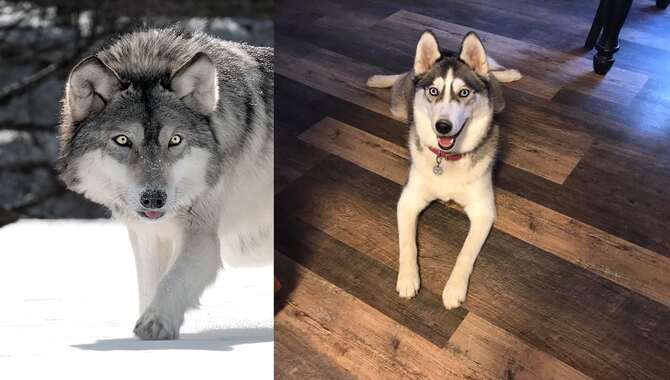 The Close Relationship Between Wolves & Huskies