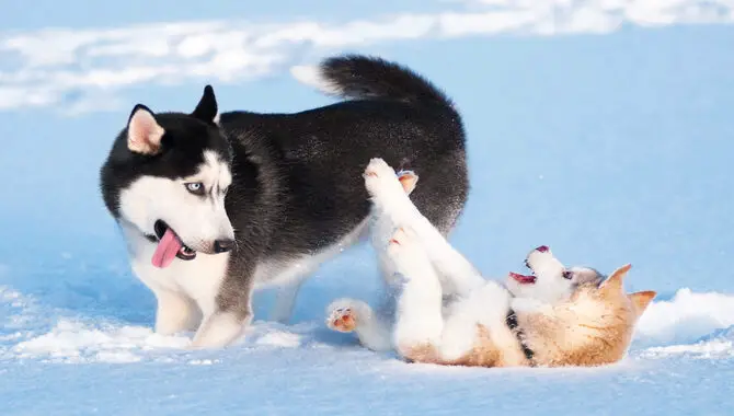 The Connection Between Huskies And Snow