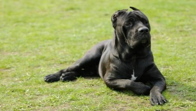 The Disadvantages Of Cane Corso Nails