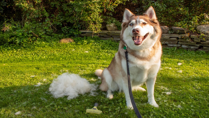 The Furminator And The Husky's Coat