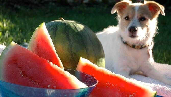 The Nutritional Benefits Of Watermelon For Huskies