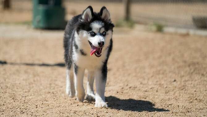 The Popularity Of The Husky Pomeranian Mix