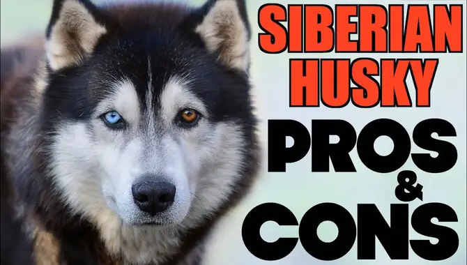 The Pros And Cons Of Having A Husky