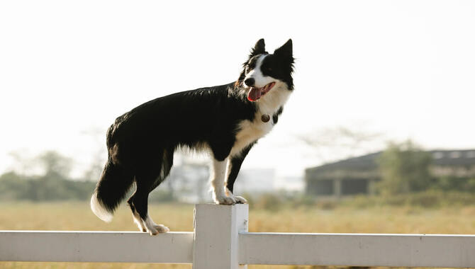 The Quickest Solution To Huskies Jumping The Fence