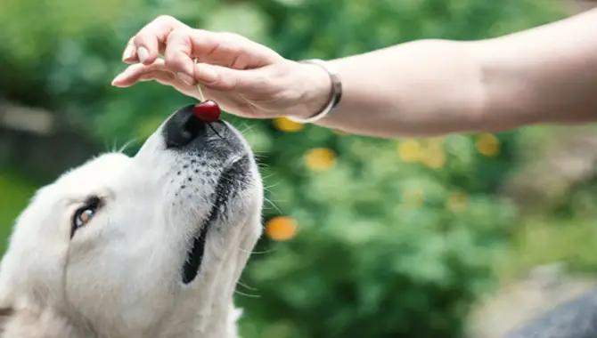 The Risk Of Eating Cherries For Huskies