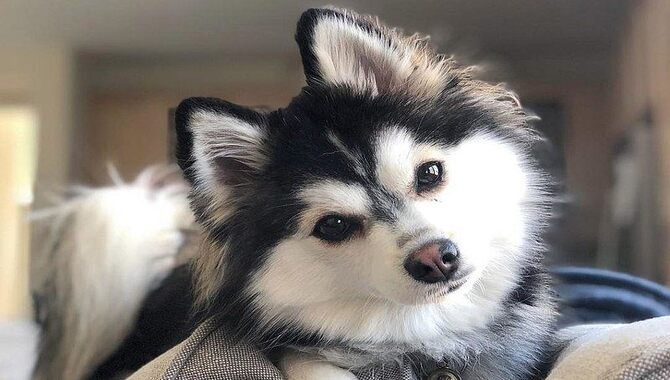 The Temperament Of A Husky Pomeranian Mix