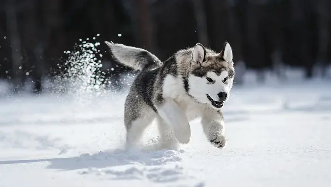 The Temperament Of Huskies In Cold Weather