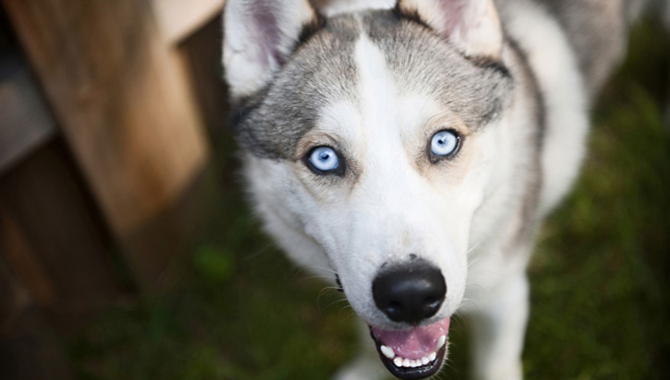 The Temperament Of Siberian Huskies