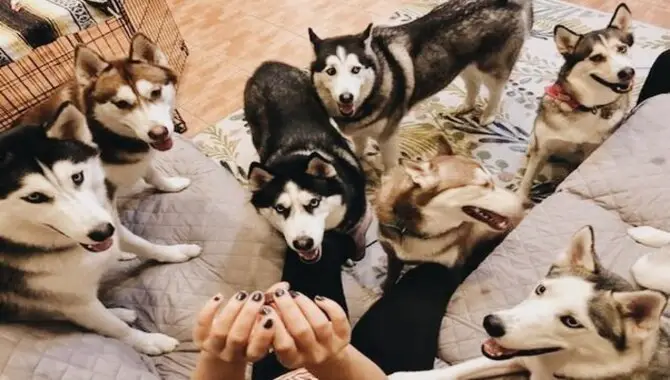 The Way Your Husky Was Raised