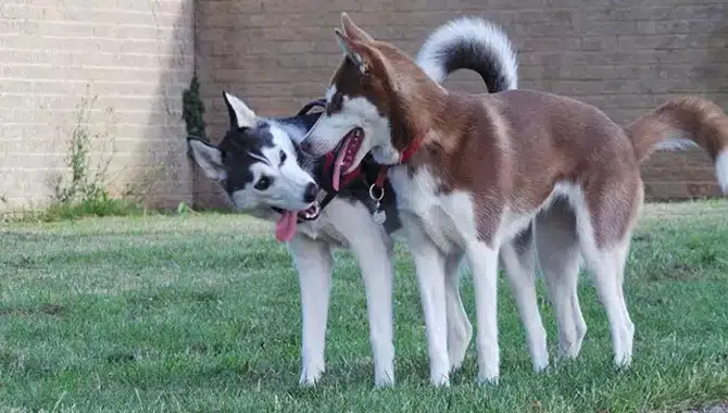 Things To Avoid When Bonding With Your Husky