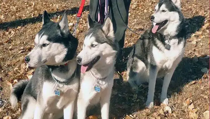 Tips For Ensuring A Harmonious Relationship Between Two Male Huskies