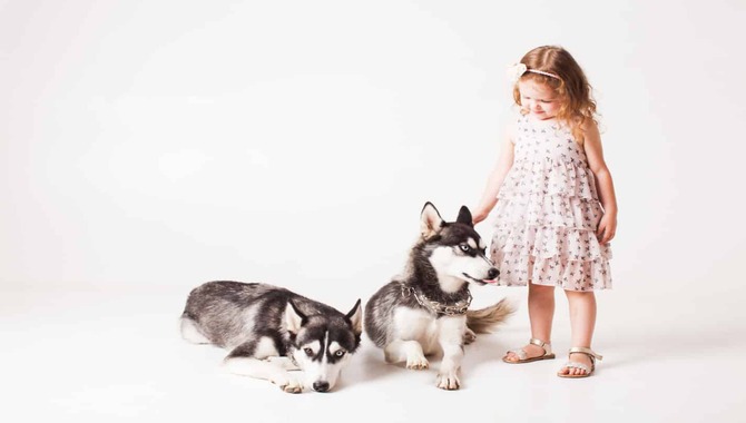 Tips For Families With Allergies And Huskies