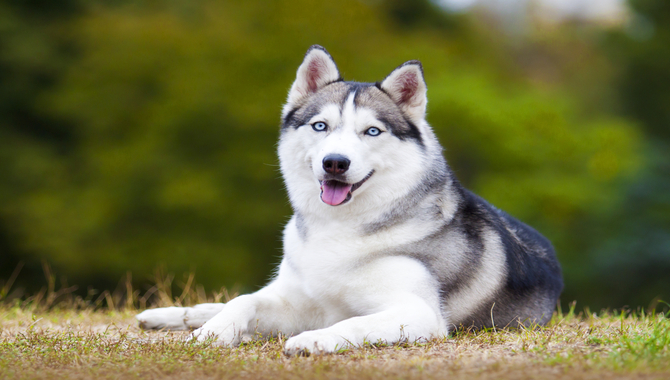 Tips For Keeping Husky Puppies Fit And Healthy