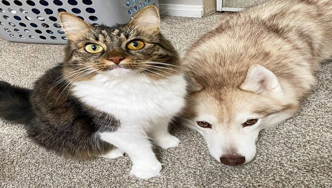 Tips To Help Your Husky And Cat Bond