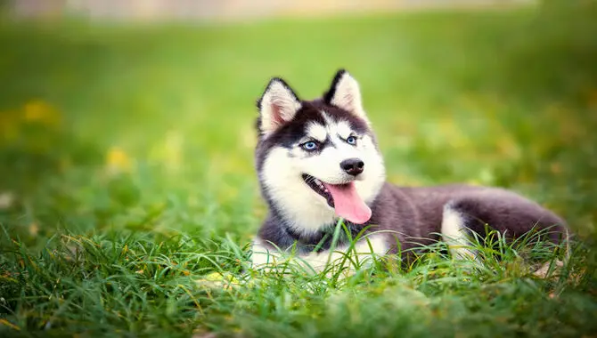 Tips To Keep Your Husky Cool In Hot Weather