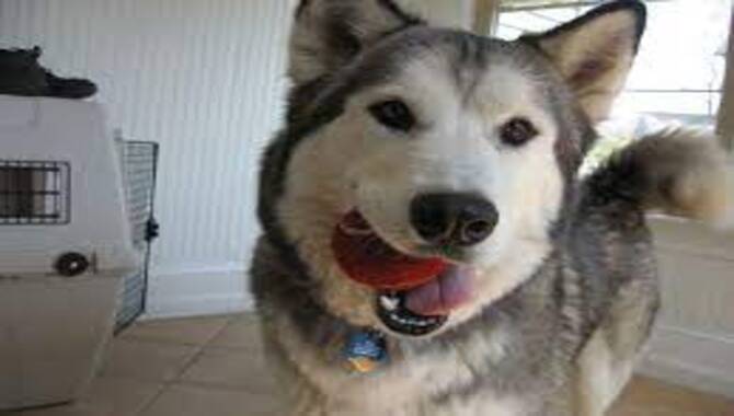 Tips To Teach Huskies Like To Play Fetch