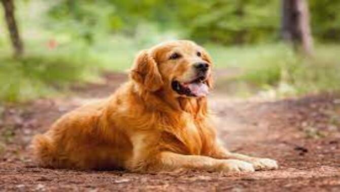 Training A Golden Retriever To Be A Service Dog