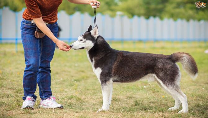 Training A Siberian Husky