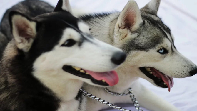 Training Huskies To Be With Cats