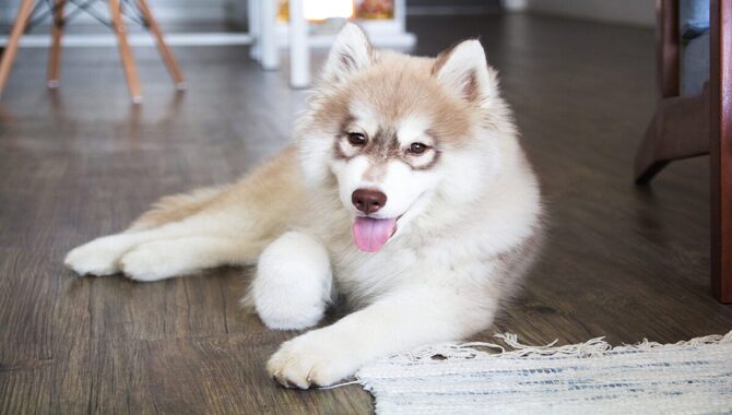 Types Of Supplements For Huskies