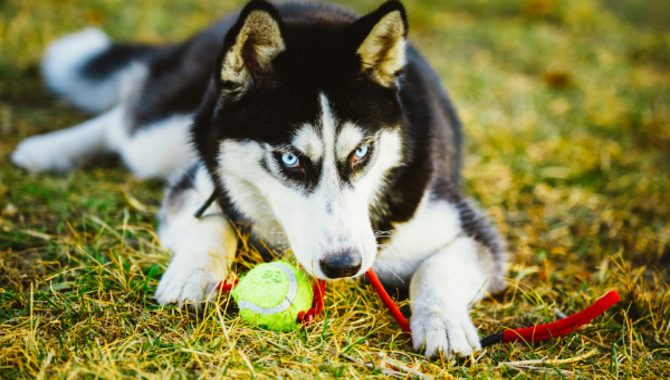 Typical Reactions When Huskies Try Playing Fetch