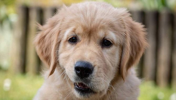 Understanding And Addressing Common Behavior Problems In Golden Retrievers